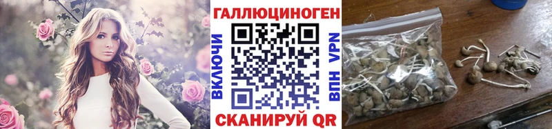 хочу   Шебекино  Галлюциногенные грибы Cubensis 