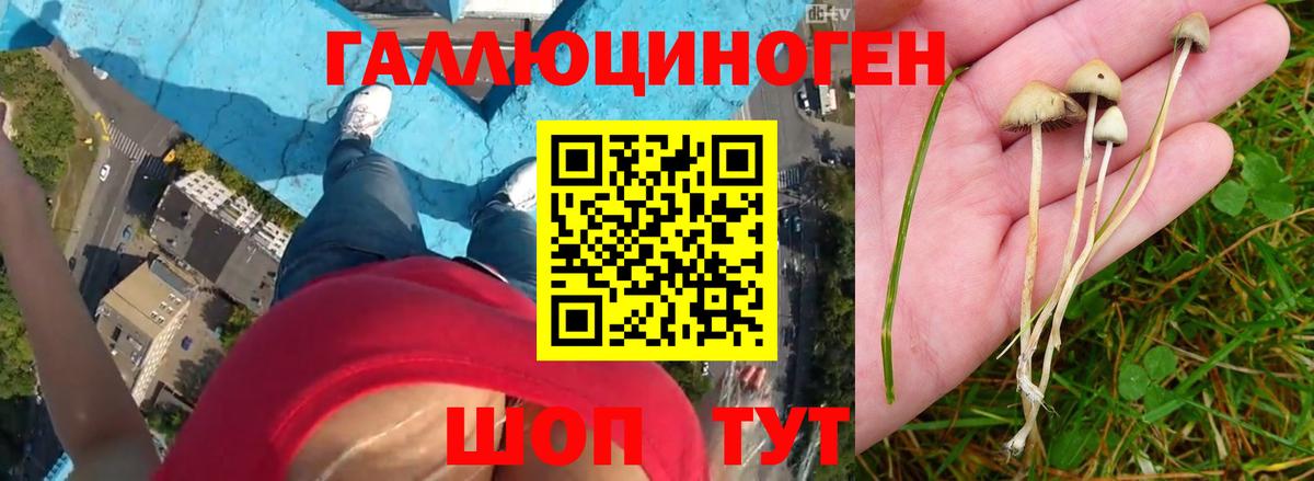 Галлюциногенные грибы прущие грибы  Псилоцибиновые грибы Psilocybe  Шебекино  Вход с VPN 